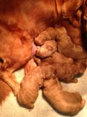 Marley Has Two Dark Red F1 Mini Goldendoodle Puppies for Sale- Close to Wisconsin, Illinois, Minnesota, and Iowa